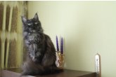 Int.Сh.(WCF) Nikaragua Perfect Cat*UA  of Maidilicos