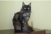 Int.Сh.(WCF) Nikaragua Perfect Cat*UA  of Maidilicos