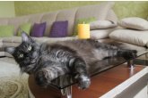 Int.Сh.(WCF) Nikaragua Perfect Cat*UA  of Maidilicos