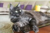 Int.Сh.(WCF) Nikaragua Perfect Cat*UA  of Maidilicos