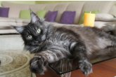 Int.Сh.(WCF) Nikaragua Perfect Cat*UA  of Maidilicos