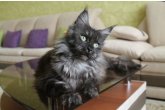 Int.Сh.(WCF) Nikaragua Perfect Cat*UA  of Maidilicos