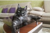 Int.Сh.(WCF) Nikaragua Perfect Cat*UA  of Maidilicos