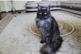 Int.Сh.(WCF) Nikaragua Perfect Cat*UA  of Maidilicos
