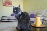 Int.Сh.(WCF) Nikaragua Perfect Cat*UA  of Maidilicos