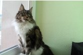 Int.Ch.(WCF) Italia Perfect Cat*UA of Maidilicos
