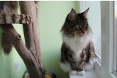 Int.Ch.(WCF) Italia Perfect Cat*UA of Maidilicos