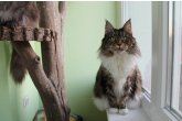 Int.Ch.(WCF) Italia Perfect Cat*UA of Maidilicos
