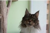 Int.Ch.(WCF) Italia Perfect Cat*UA of Maidilicos