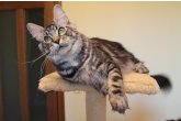  Int.Ch.(WCF) Aura Ambient Cat of Maidilicos