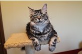  Int.Ch.(WCF) Aura Ambient Cat of Maidilicos