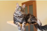  Int.Ch.(WCF) Aura Ambient Cat of Maidilicos