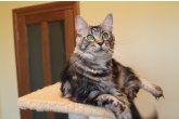  Int.Ch.(WCF) Aura Ambient Cat of Maidilicos