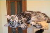  Int.Ch.(WCF) Aura Ambient Cat of Maidilicos