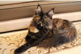 Ch.(WCF) Haifa Perfect Cat*UA of Maidilicos