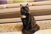 Ch.(WCF) Haifa Perfect Cat*UA of Maidilicos