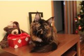 Ch.(WCF) Haifa Perfect Cat*UA of Maidilicos