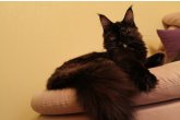 Ch.(WCF) Haifa Perfect Cat*UA of Maidilicos