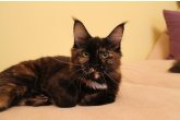 Ch.(WCF) Haifa Perfect Cat*UA of Maidilicos