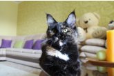 Ch.(WCF) Haifa Perfect Cat*UA of Maidilicos
