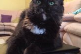 Ch.(WCF) Haifa Perfect Cat*UA of Maidilicos