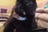 Ch.(WCF) Haifa Perfect Cat*UA of Maidilicos