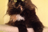 Ch.(WCF) Haifa Perfect Cat*UA of Maidilicos