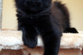 X-Mister Perfect Cat*UA