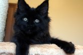 X-Master Perfect Cat*UA