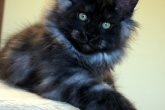 X-Factor Perfect Cat*UA