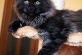 X-Tycoon Perfect Cat*UA