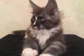 Felis Maidilicos