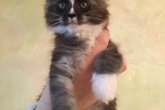 Felis Maidilicos