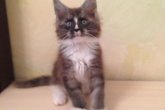 Felis Maidilicos