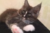 Felis Maidilicos