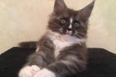 Felis Maidilicos