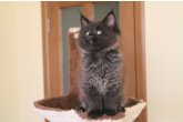 Douglas Perfect Cat*UA