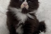 Otis Maidilicos