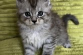 Finli Maidilicos