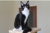 Davis Perfect Cat*UA