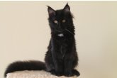 Dixie Perfect Cat*UA