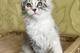 Fibi Maidilicos