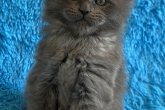 Harmony Maidilicos