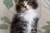 Nala Maidilicos