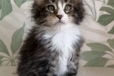 Nala Maidilicos