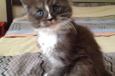 Felis Maidilicos