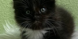 In our cattery were born kittens from Velvet Maidilicos i Latona Maidilicos.