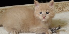 In our cattery were born kittens from Velvet Maidilicos i Unika Maidilicos.